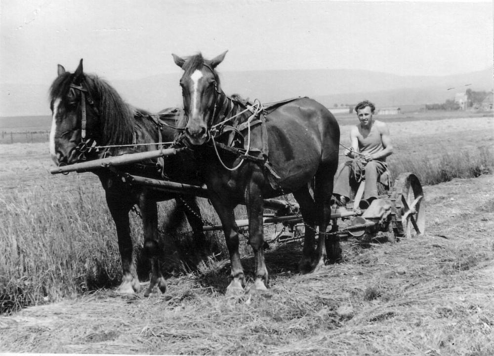 1948 Zum Saupark Landwirtschaft